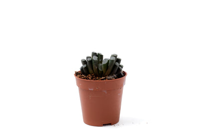 Haworthia truncata