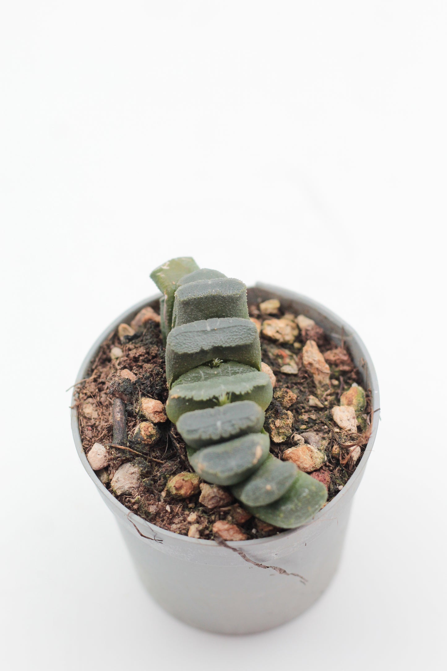 Haworthia truncata