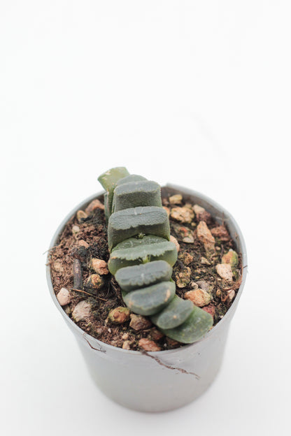 Haworthia truncata