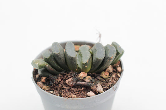 Haworthia truncata