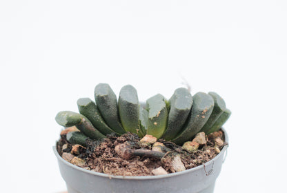Haworthia truncata