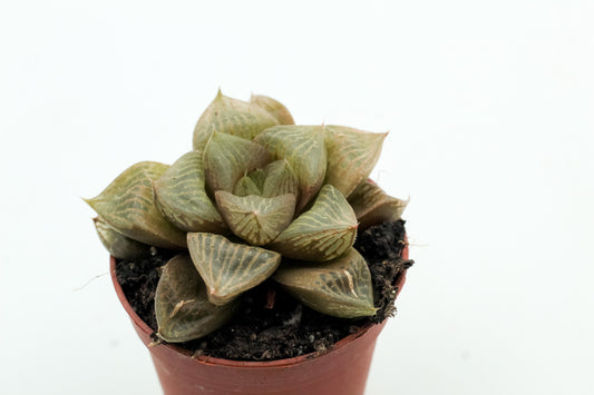 Haworthia comptoniana hybride