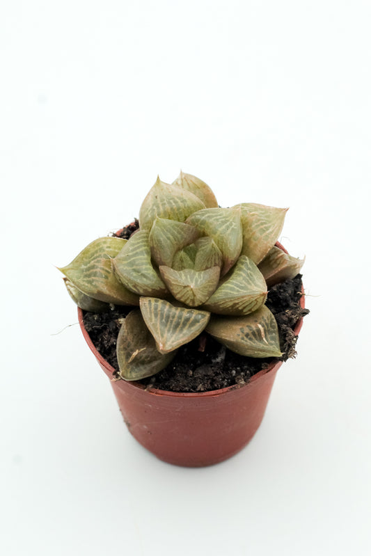 Haworthia comptoniana hybride
