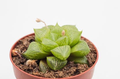 Haworthia comptoniana hybride