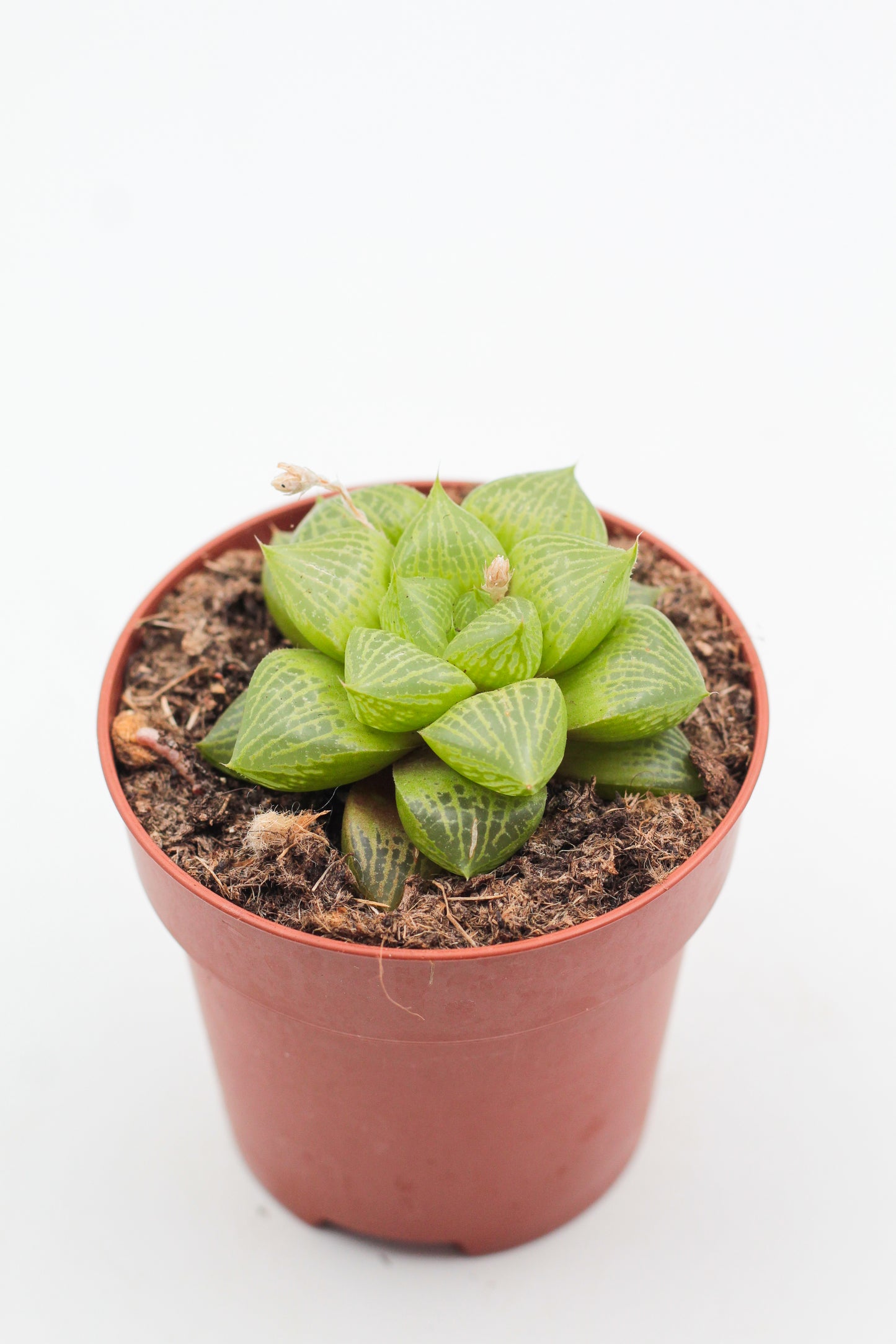 Haworthia comptoniana hybride