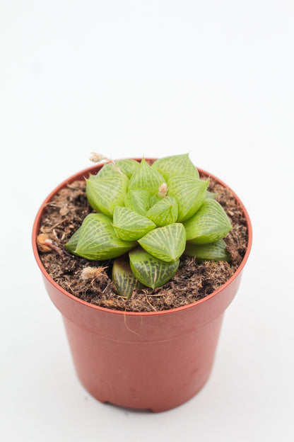 Haworthia comptoniana hybride