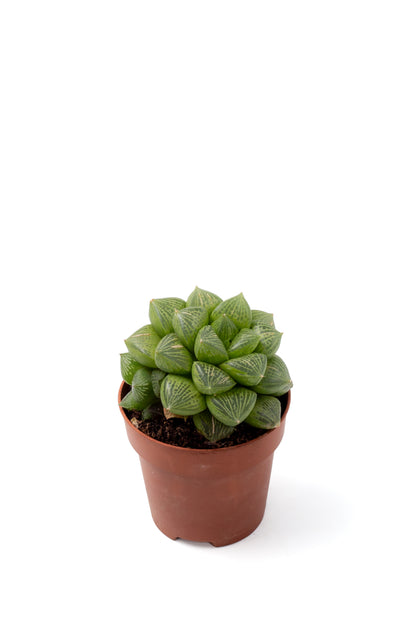 Haworthia comptoniana hybrid