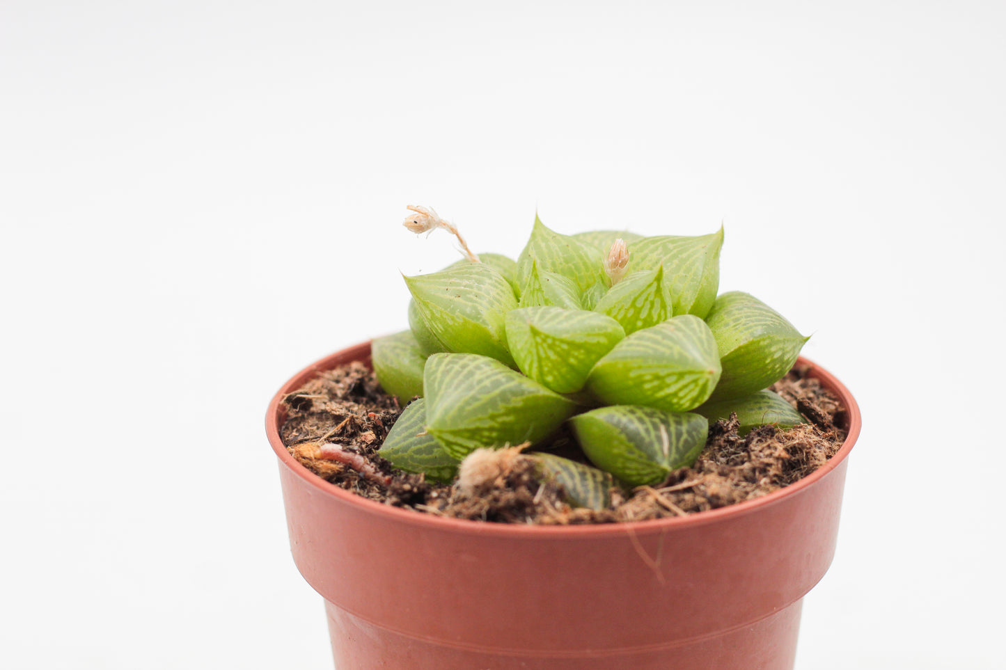 Haworthia comptoniana hybride