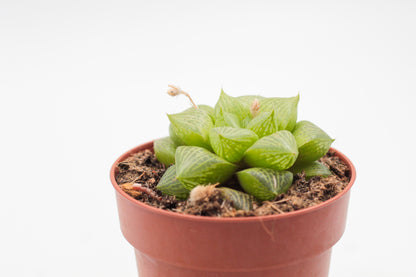 Haworthia comptoniana hybride