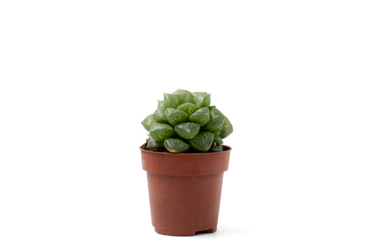 Haworthia comptoniana hybride
