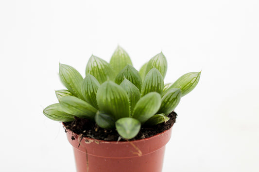 Haworthia cooperi var. truncata