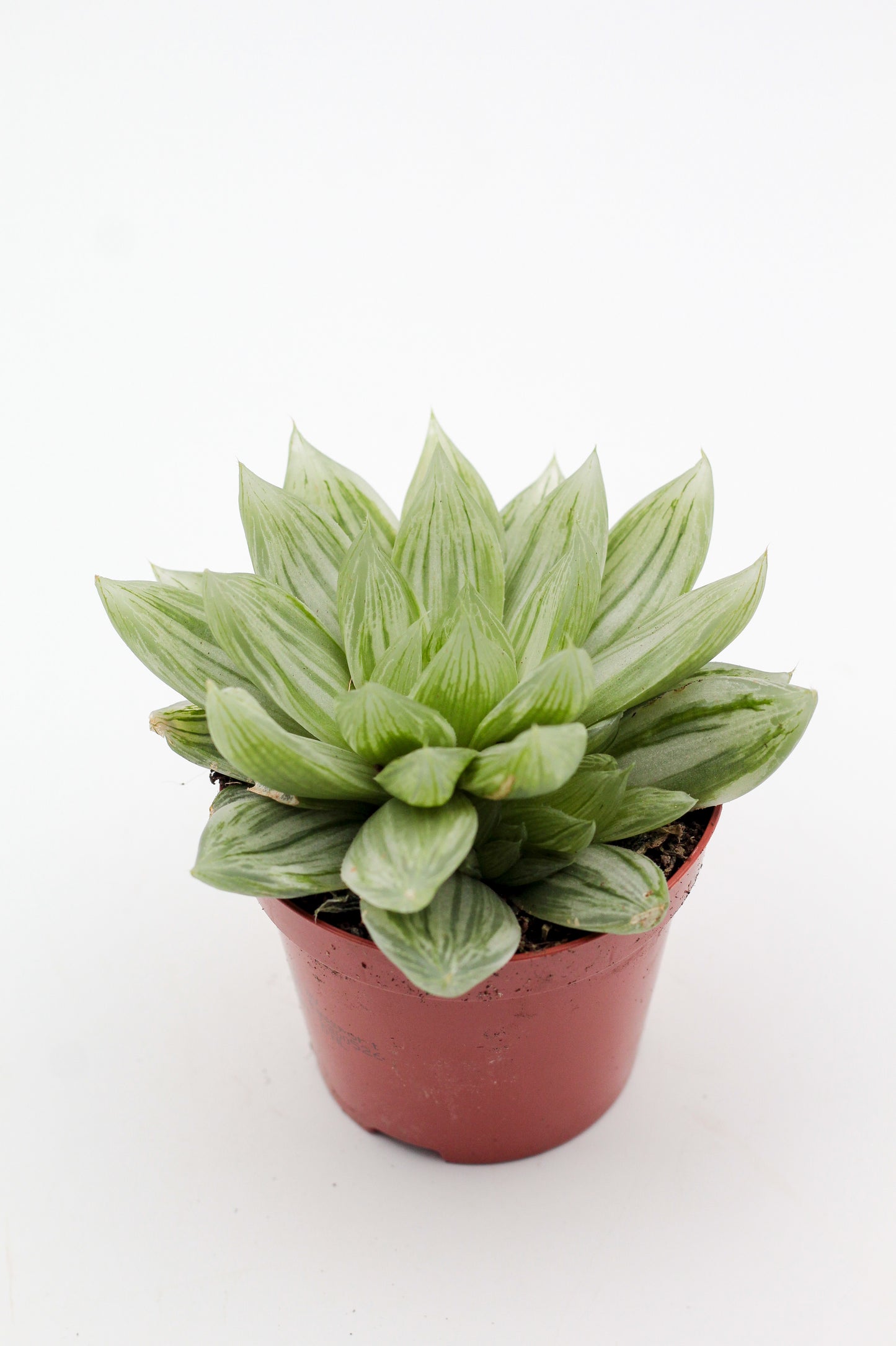 Haworthia cymbiformis cv marble