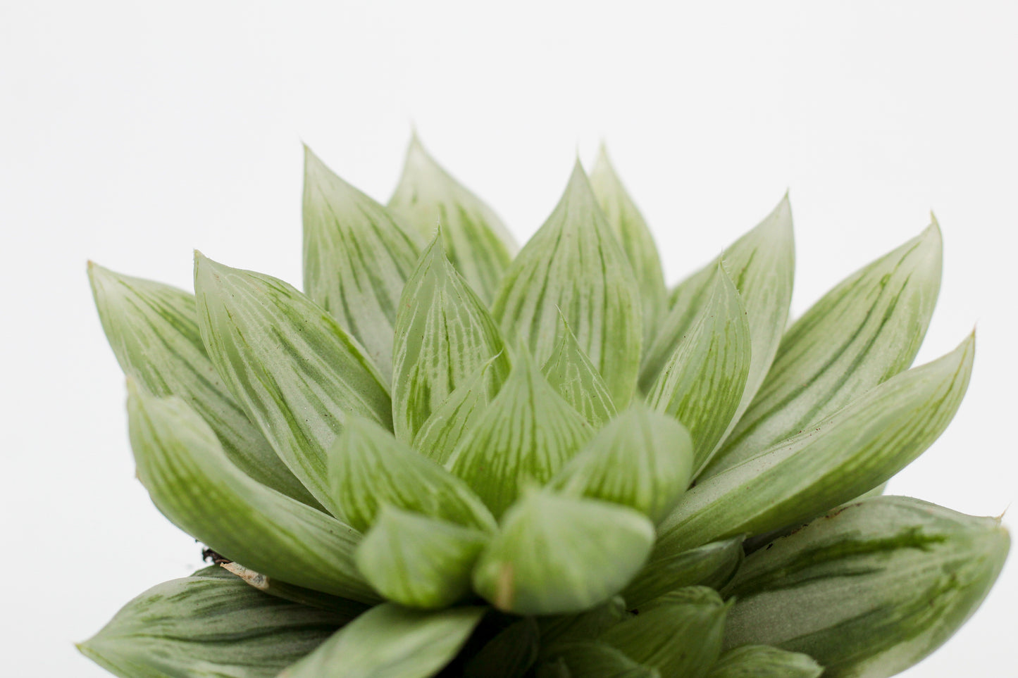 Haworthia cymbiformis cv marble