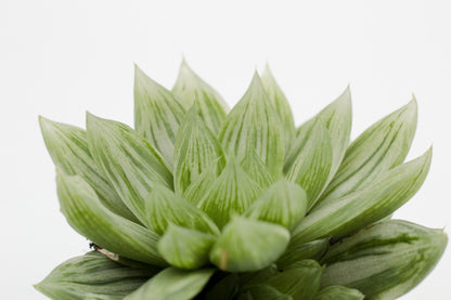 Haworthia cymbiformis cv marble