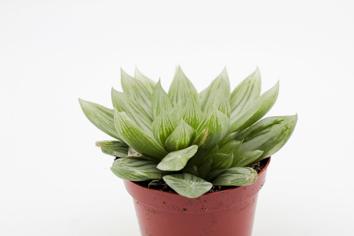 Haworthia cymbiformis cv marble