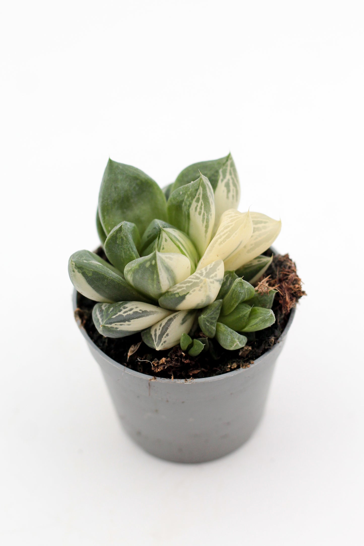 Haworthia cymbiformis variegata