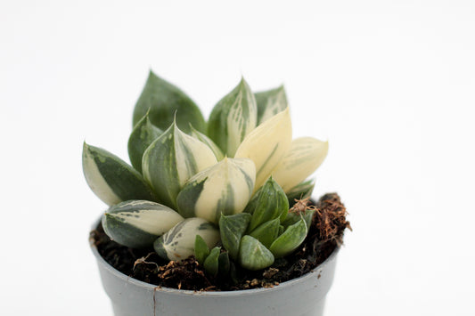 Haworthia cymbiformis variegata