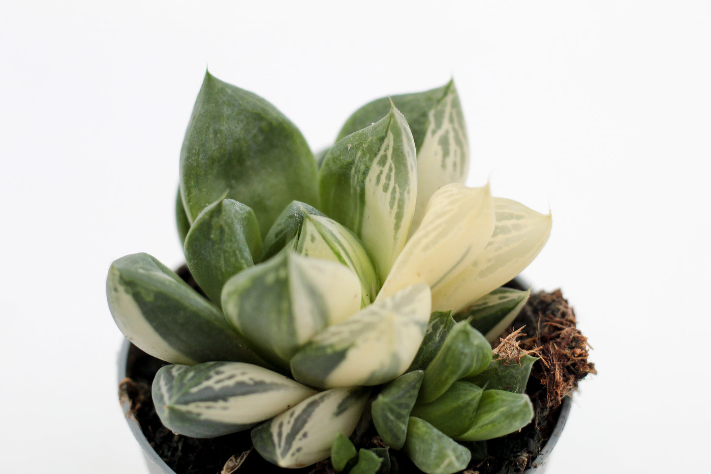 Haworthia cymbiformis variegata