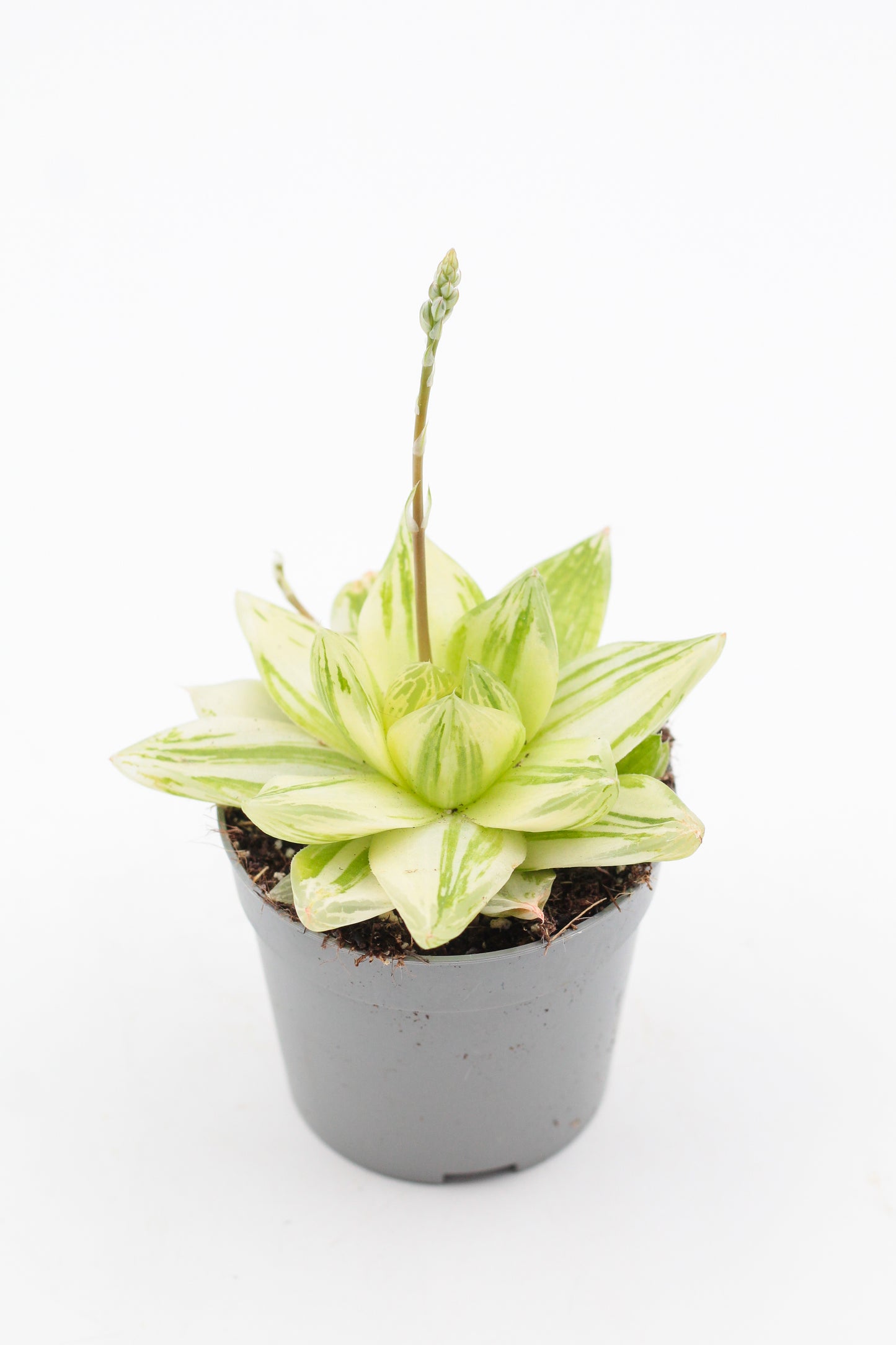 Haworthia cymbiformis variegata