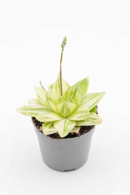 Haworthia cymbiformis variegata