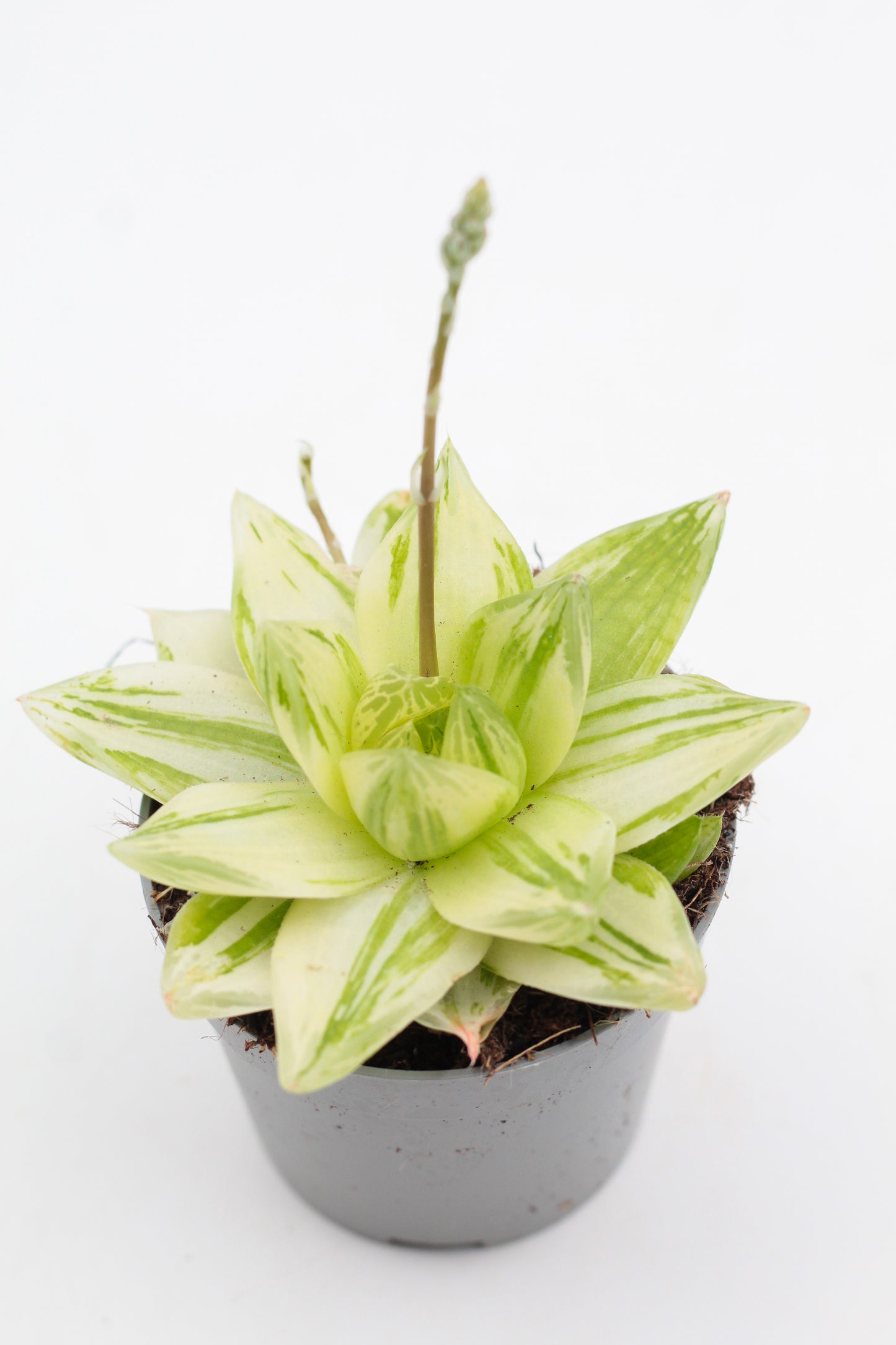 Haworthia cymbiformis variegata