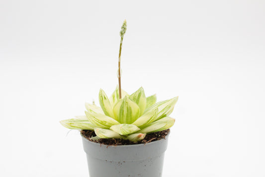 Haworthia cymbiformis variegata