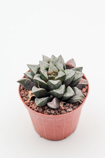 Haworthia magnifica var. atrofusca