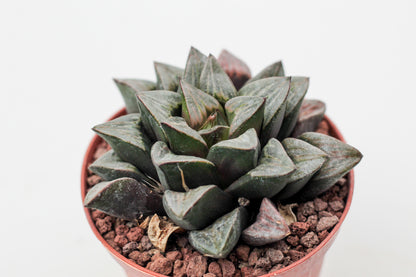 Haworthia magnifica var. atrofusca