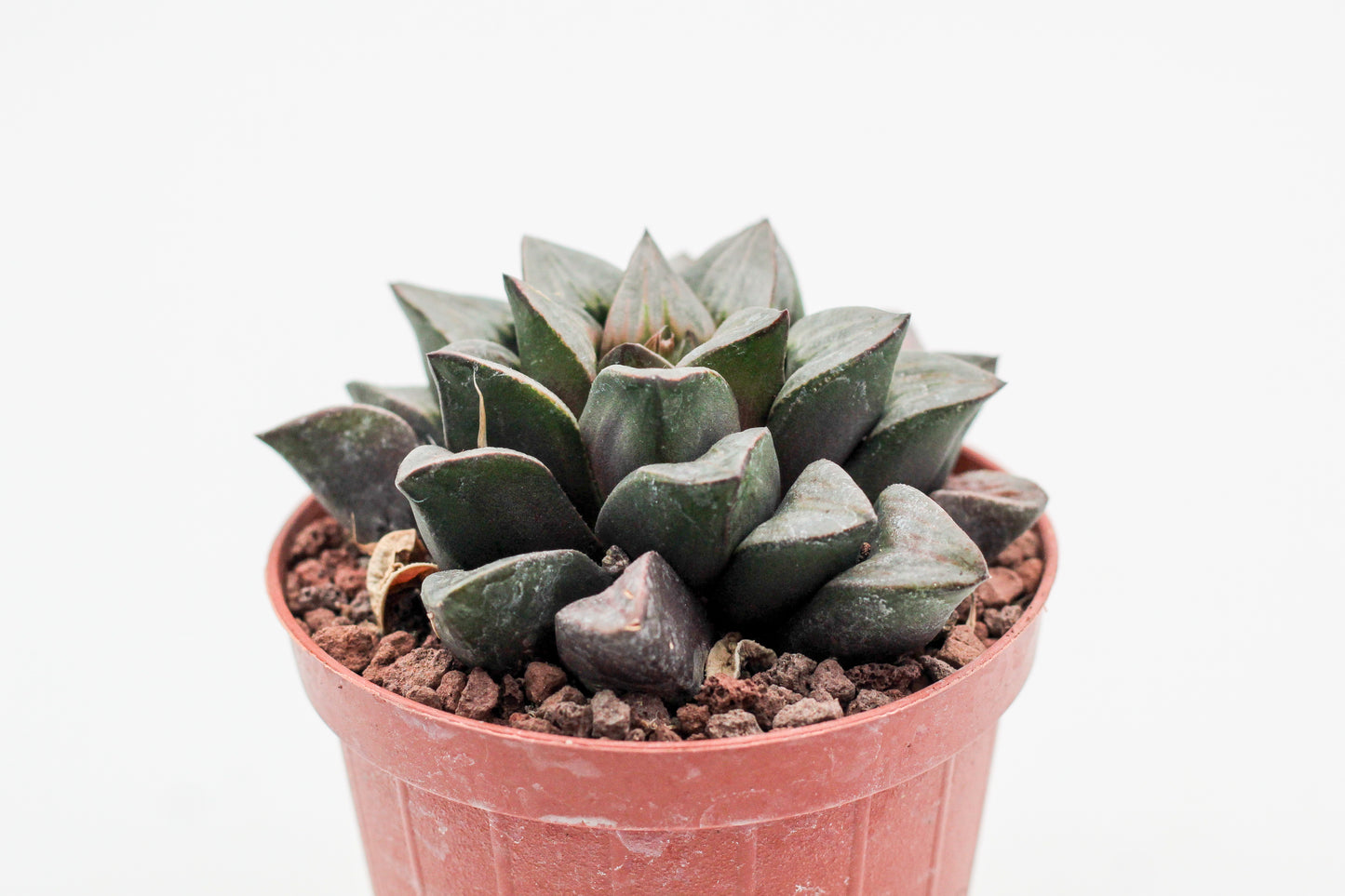 Haworthia magnifica var. atrofusca