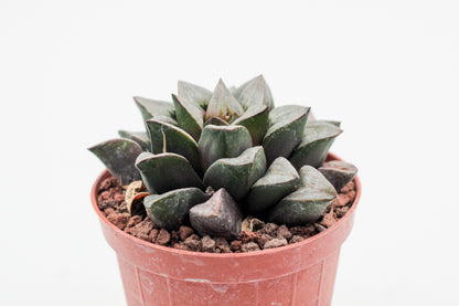 Haworthia magnifica var. atrofusca