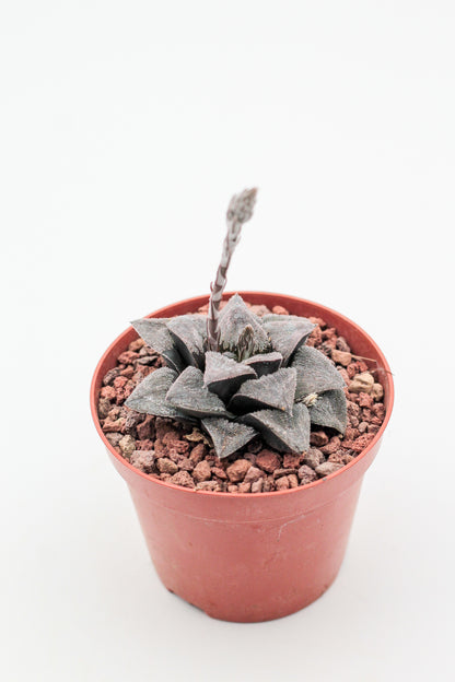 Haworthia pygmea Japan hybrid