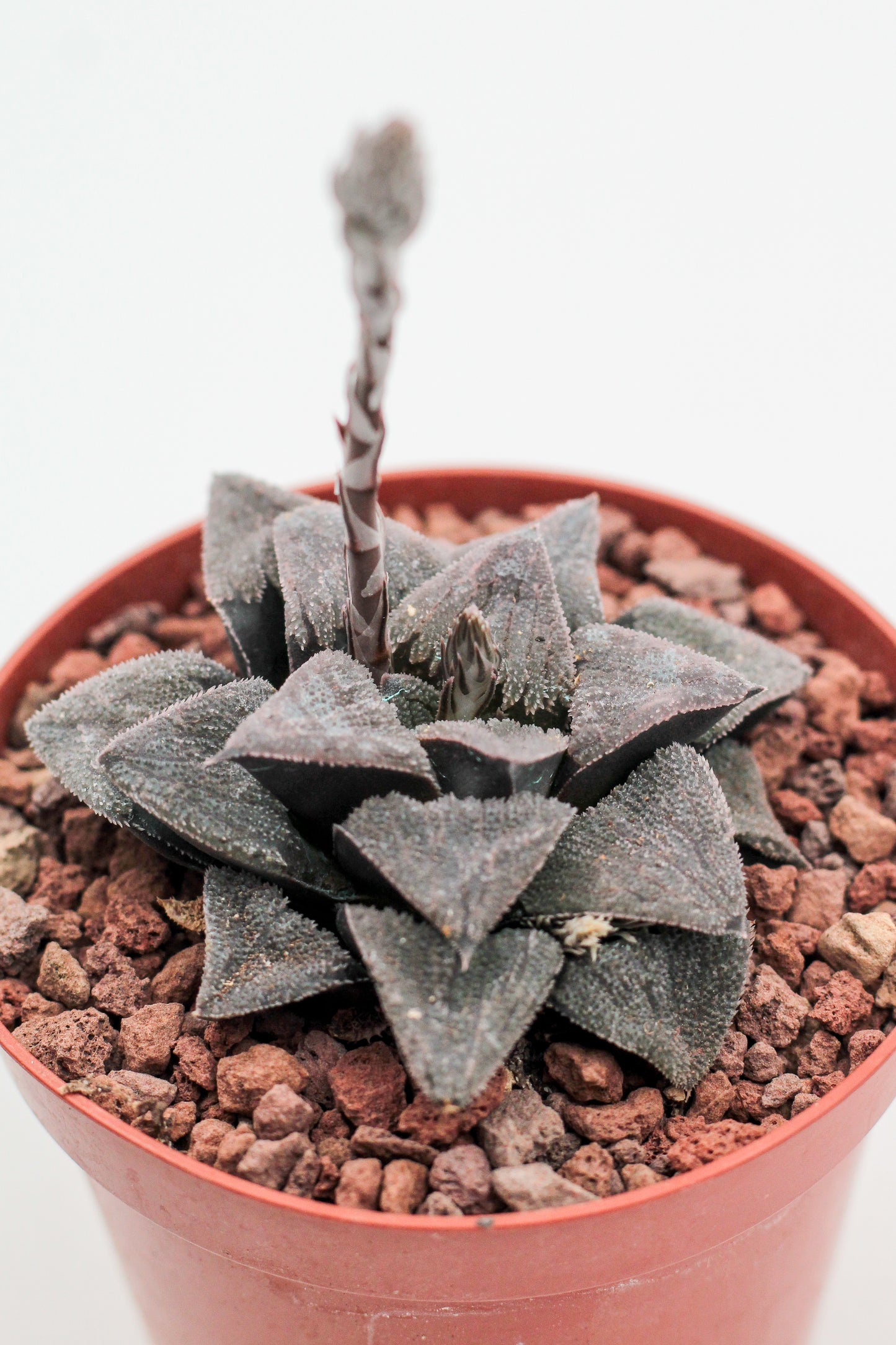 Haworthia pygmea Japan hybrid