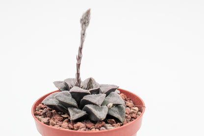 Haworthia pygmea Japan hybrid