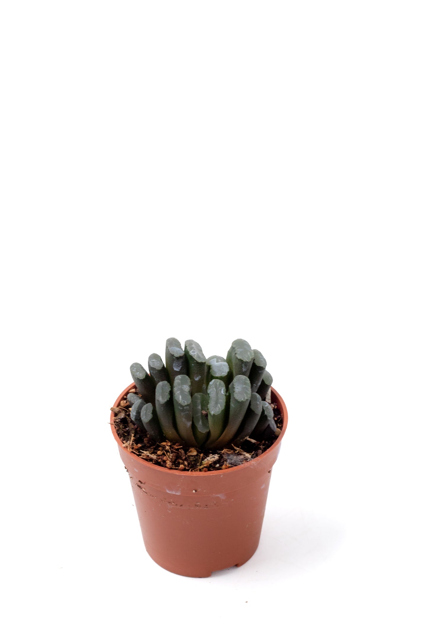 Haworthia truncata