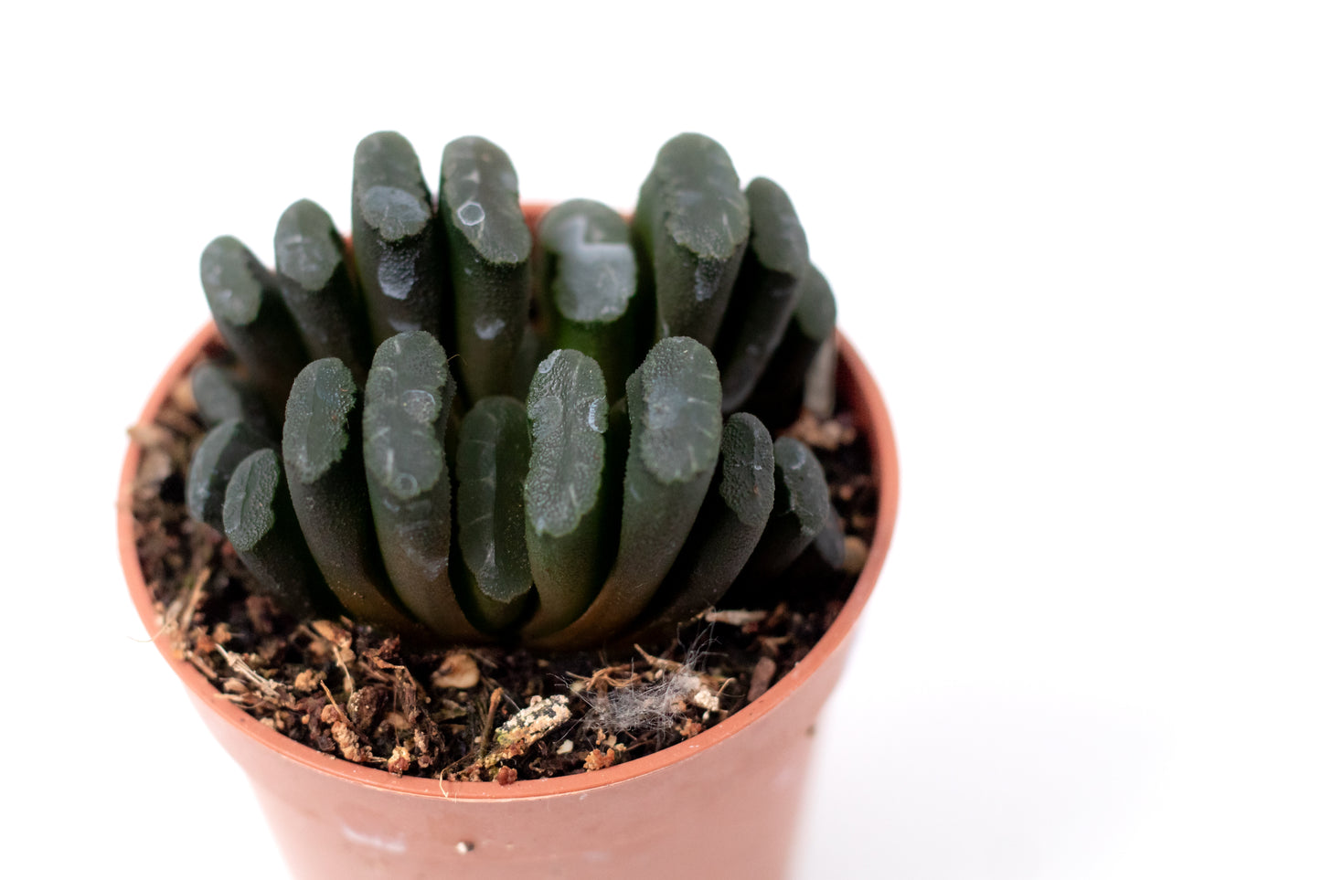 Haworthia truncata