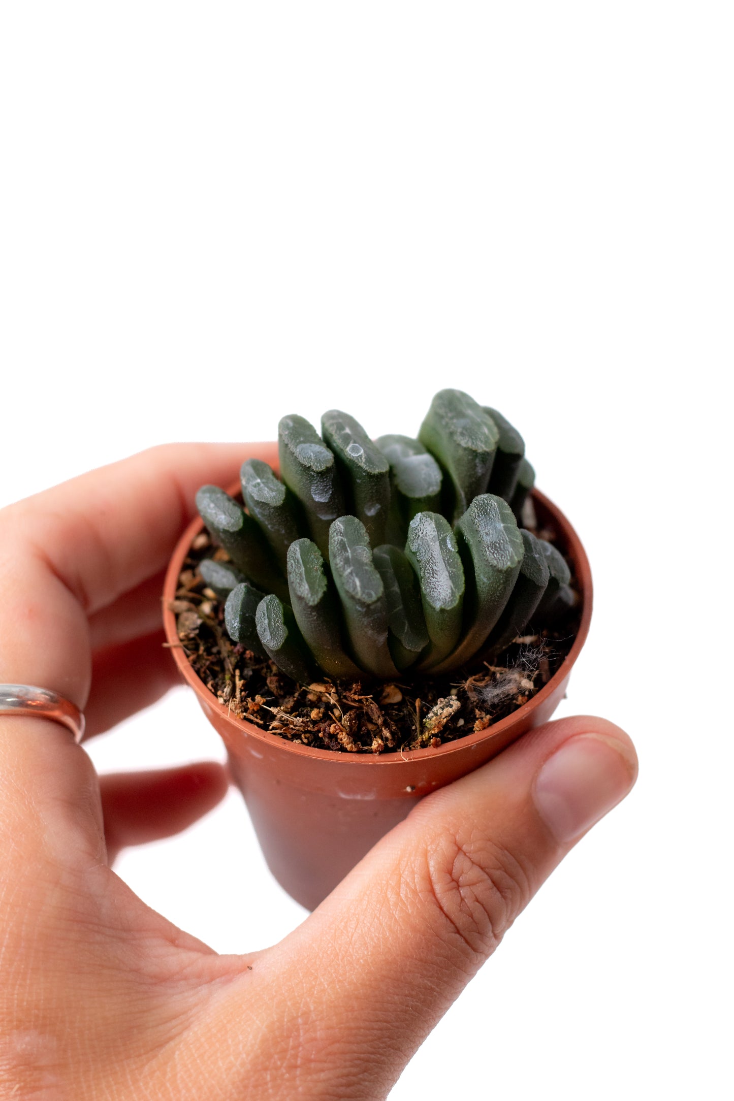 Haworthia truncata