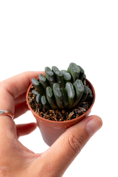 Haworthia truncata