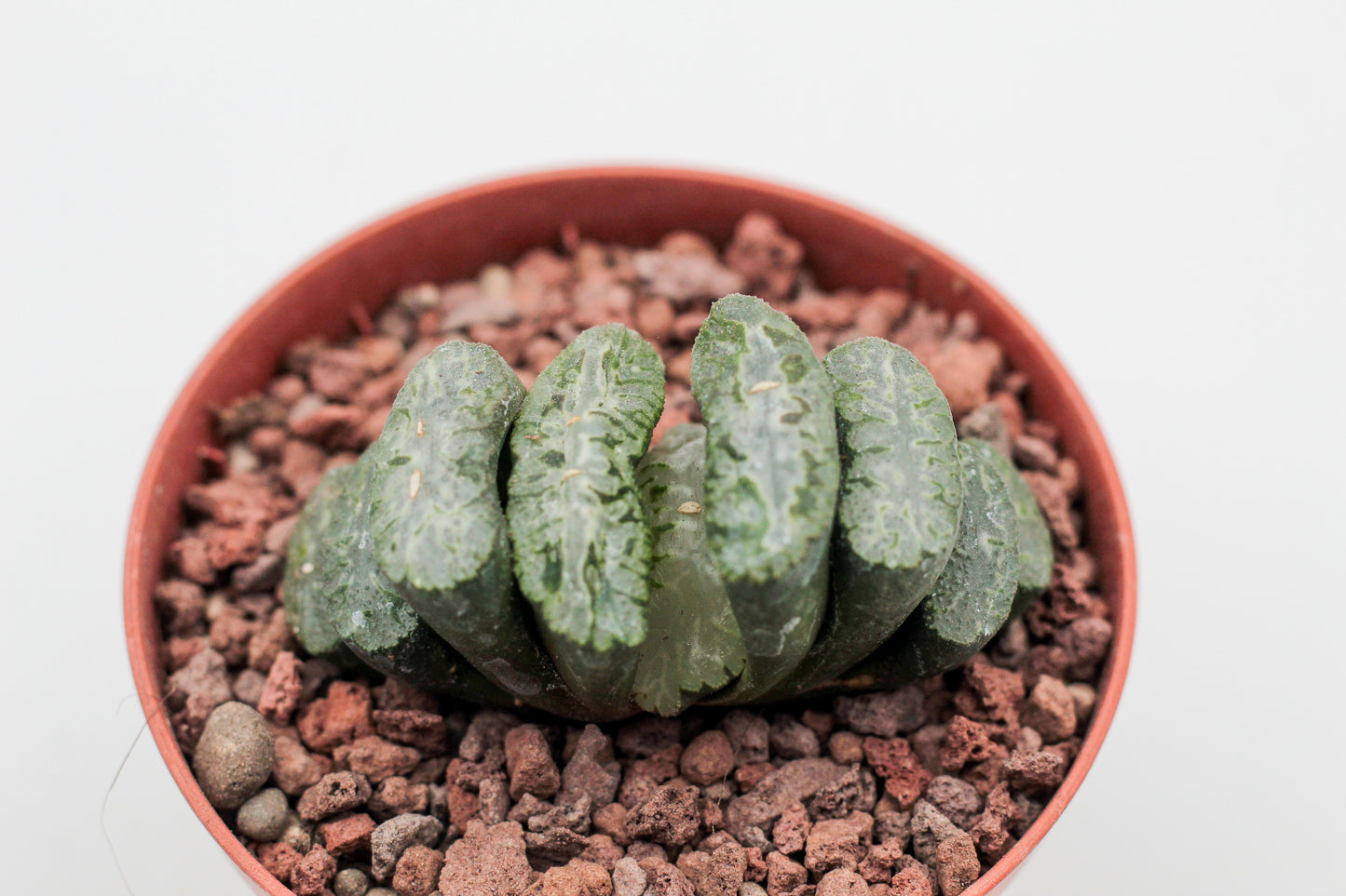 Haworthia truncata Wide Window