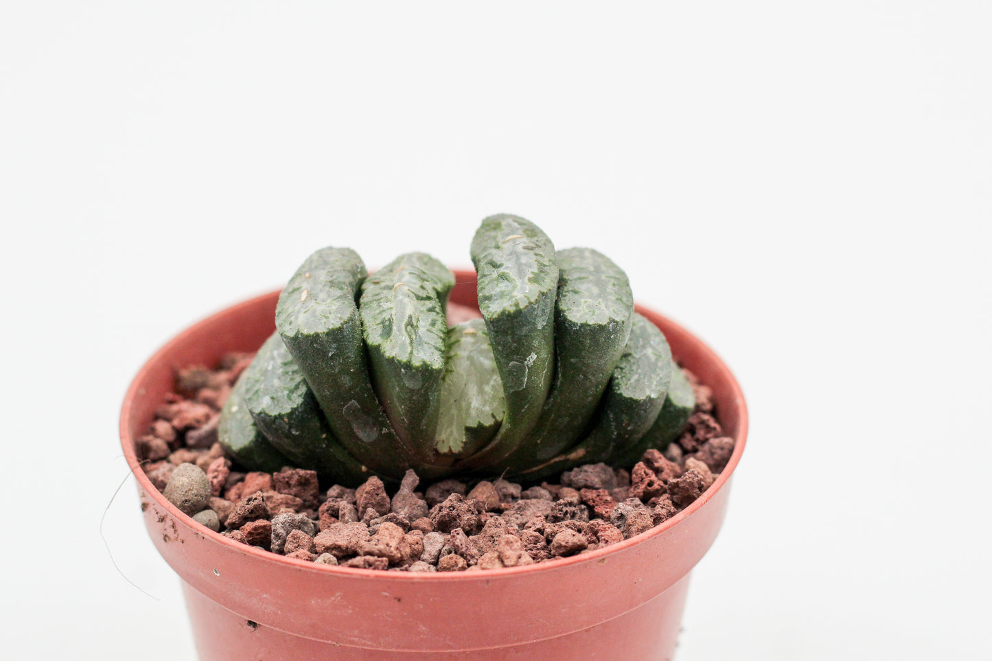 Haworthia truncata Wide Window