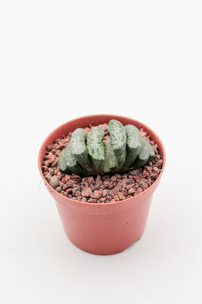 Haworthia truncata Wide Window