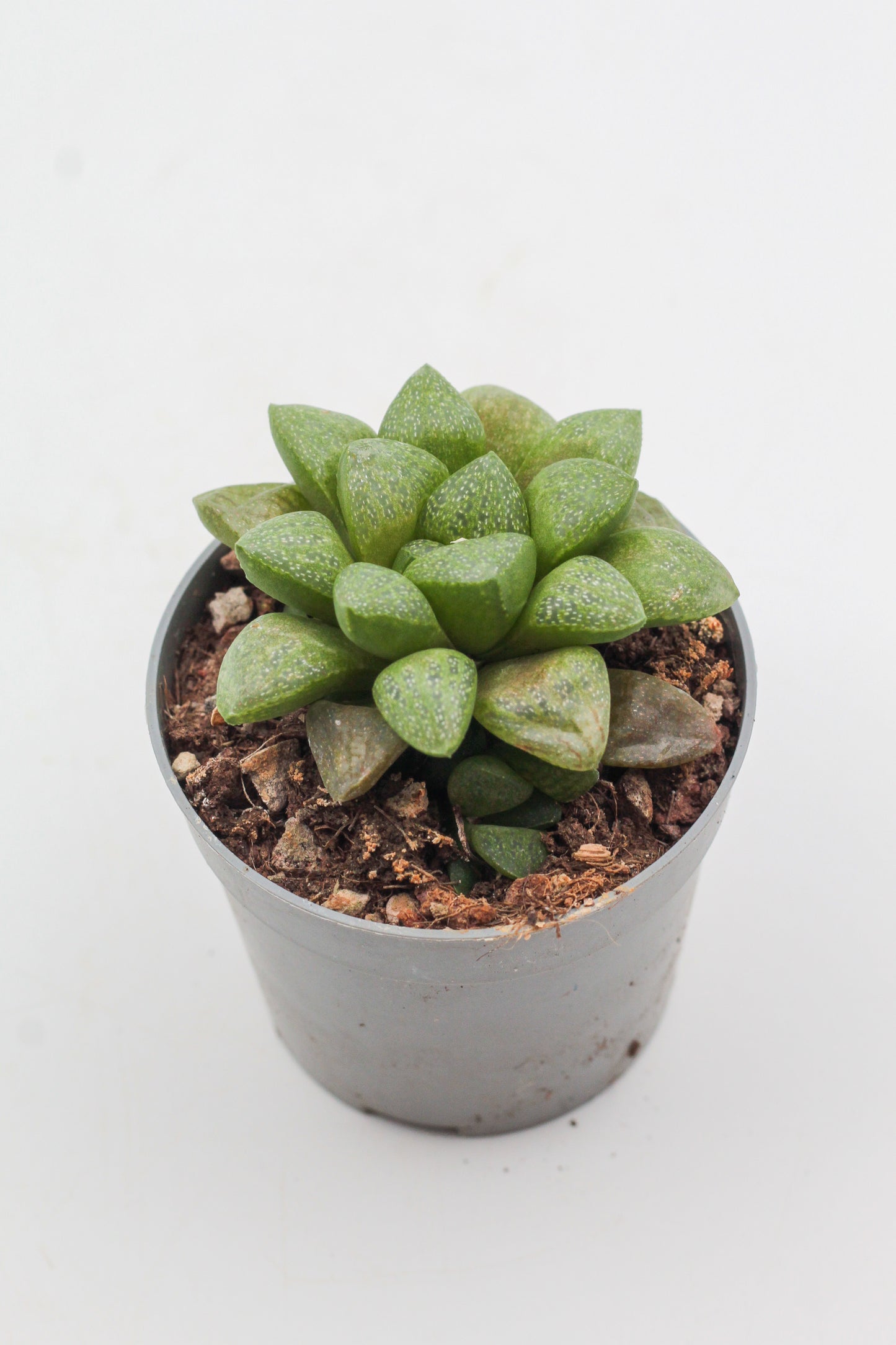 Haworthia turgida var. suberecta