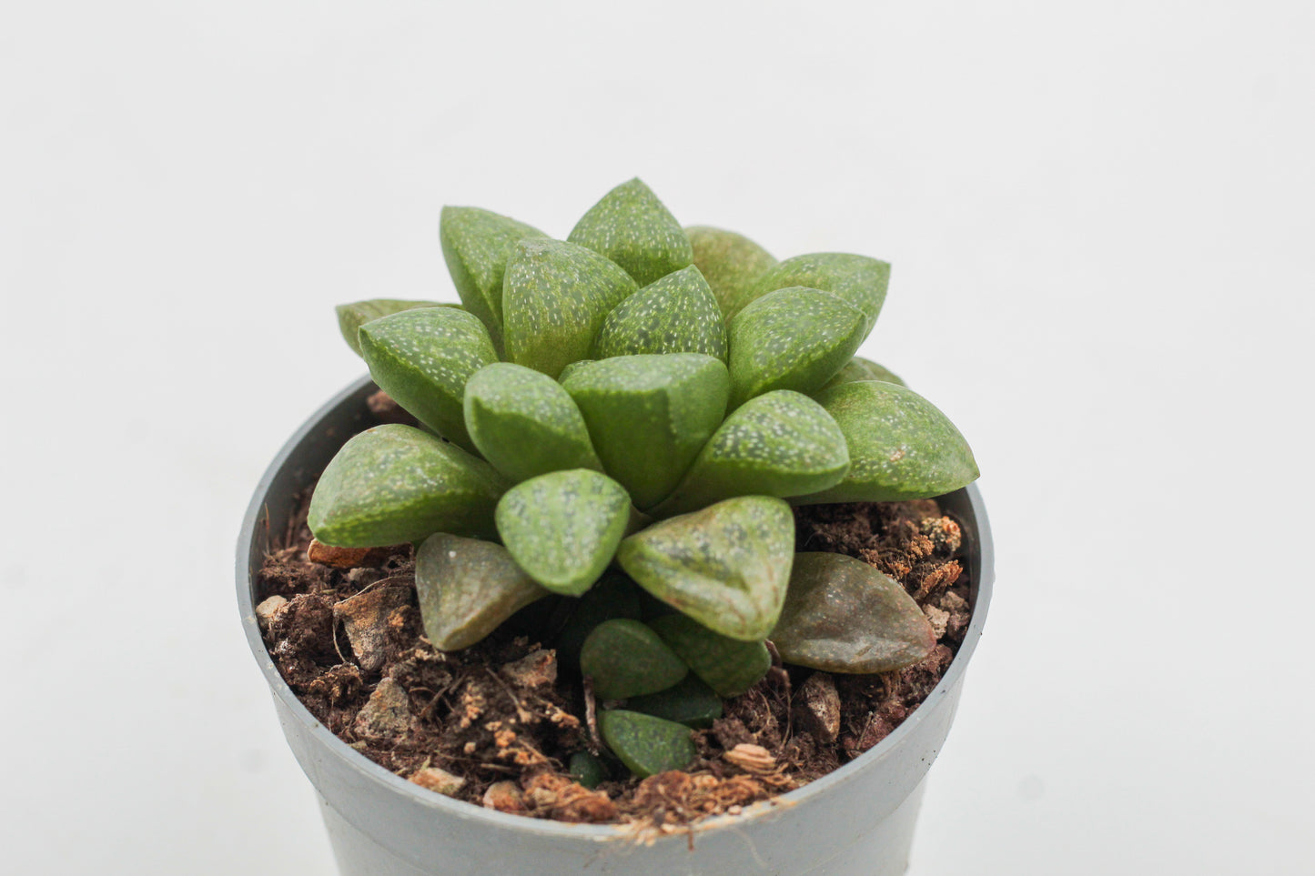 Haworthia turgida var. suberecta