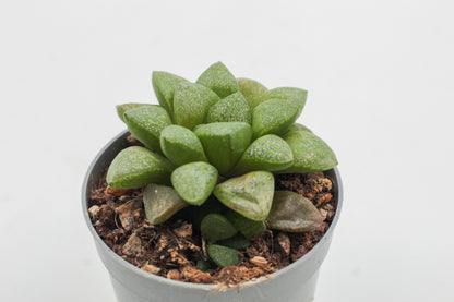 Haworthia turgida var. suberecta