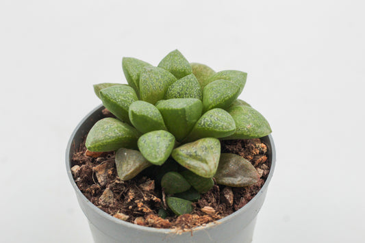 Haworthia turgida var. suberecta