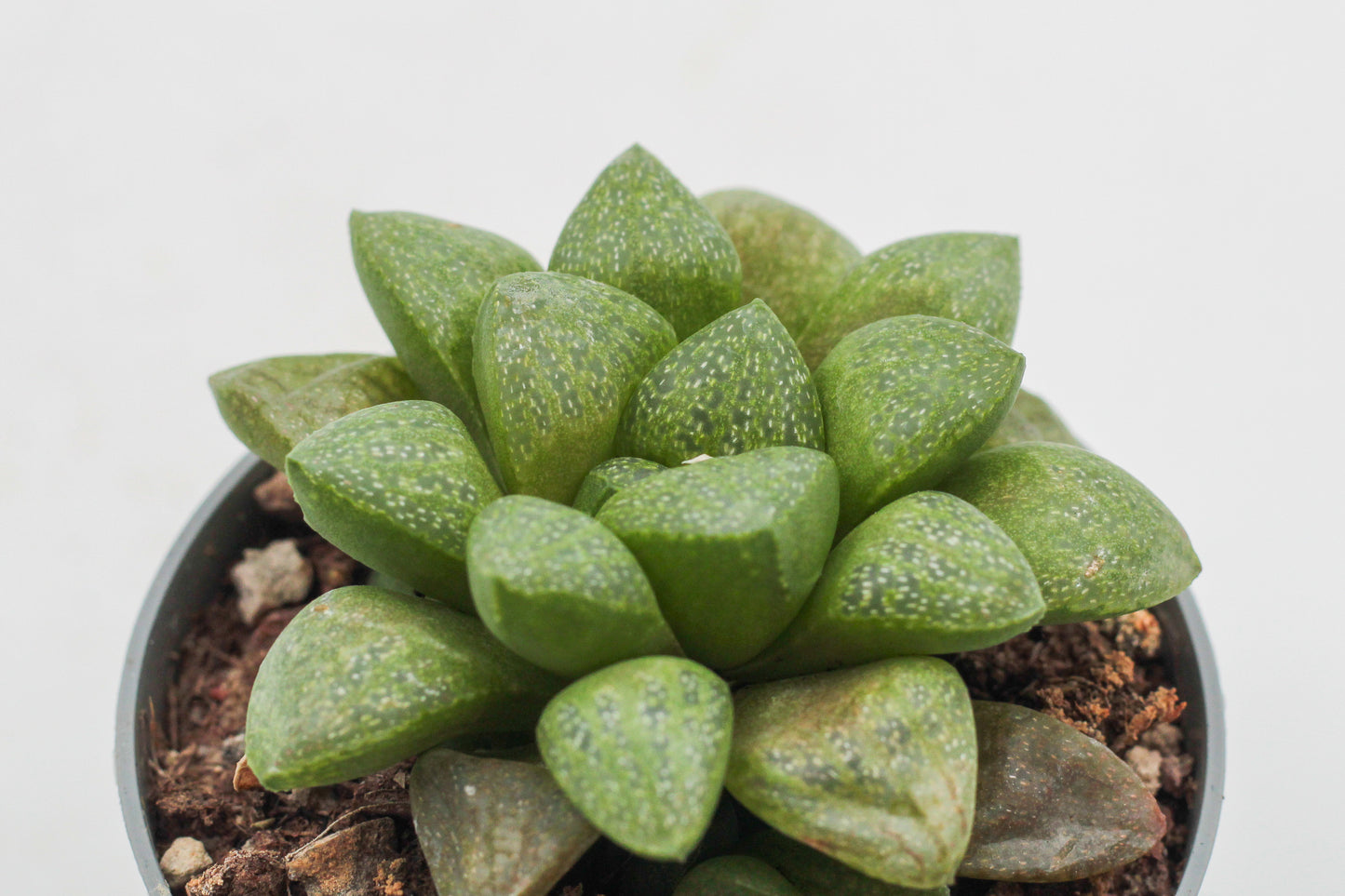 Haworthia turgida var. suberecta