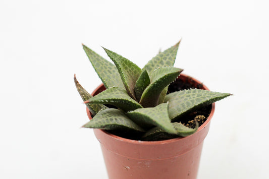 Haworthia venosa subs. tessellata