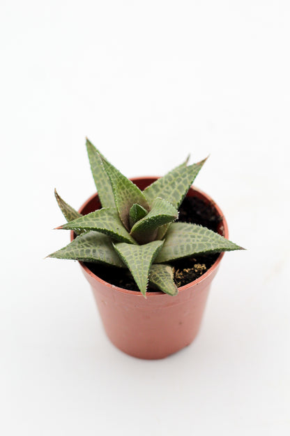 Haworthia venosa subs. tessellata