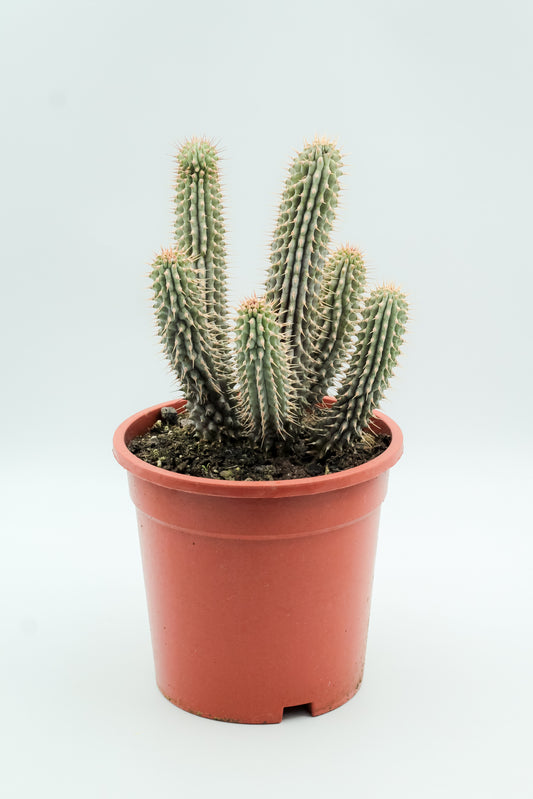 Hoodia Gordonii groot
