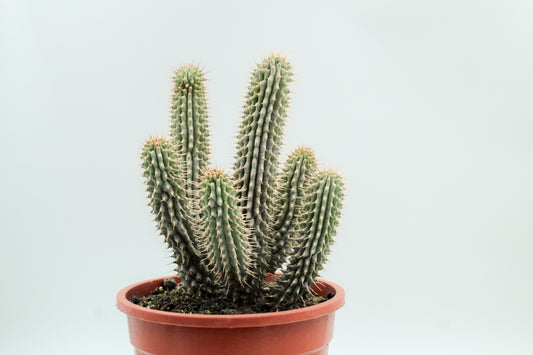 Hoodia Gordonii groot
