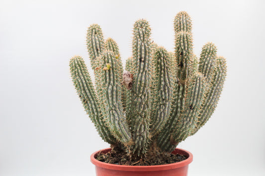 Hoodia Gordonii groot